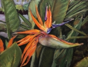 art of Julie Schmidt